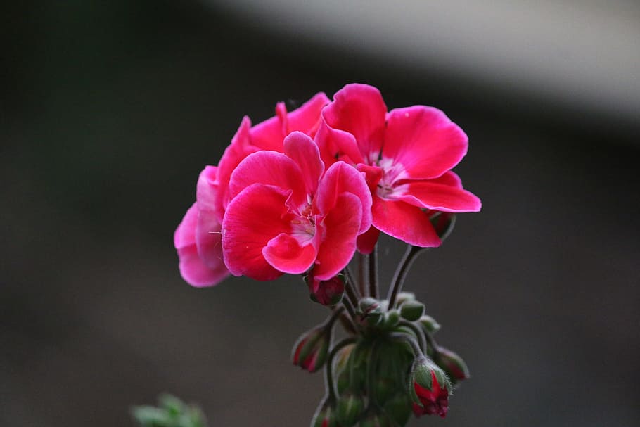 geranium, flower, pink, garden, nature, plant, flowering plant HD wallpaper