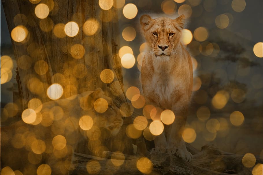lion, predator, lights, night, wildcat, großkartze, lioness HD wallpaper