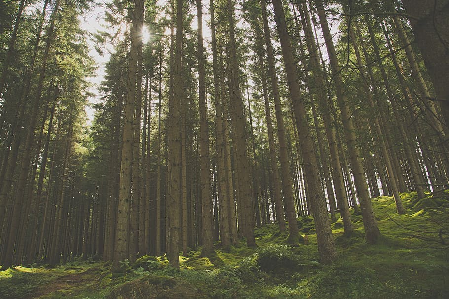 trees during daytime, nature, forest, landscape, wood, grass HD wallpaper