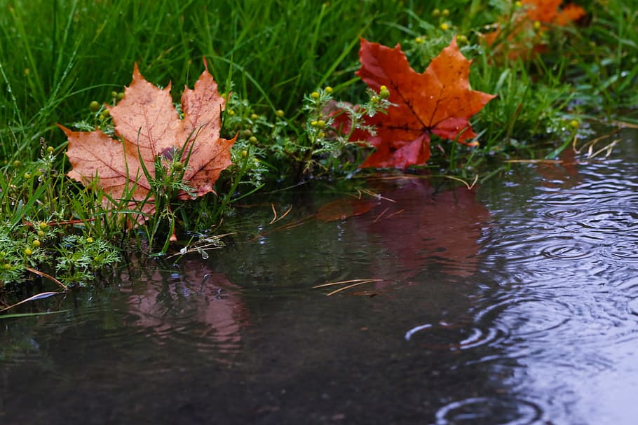 leaf, puddle, reflection, autumn leaves, raindrops, fall, plant HD wallpaper