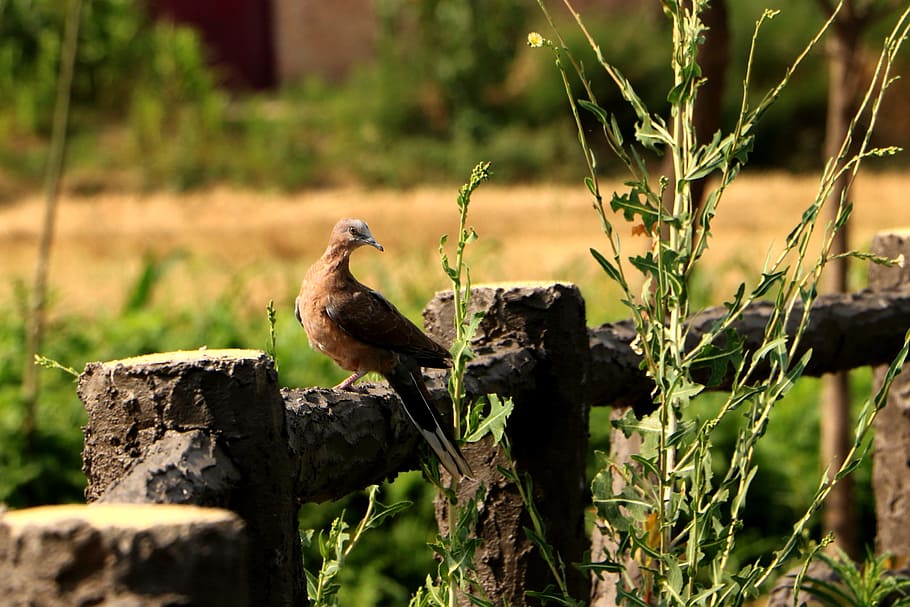 china, pet, bird, animal themes, animal wildlife, vertebrate HD wallpaper