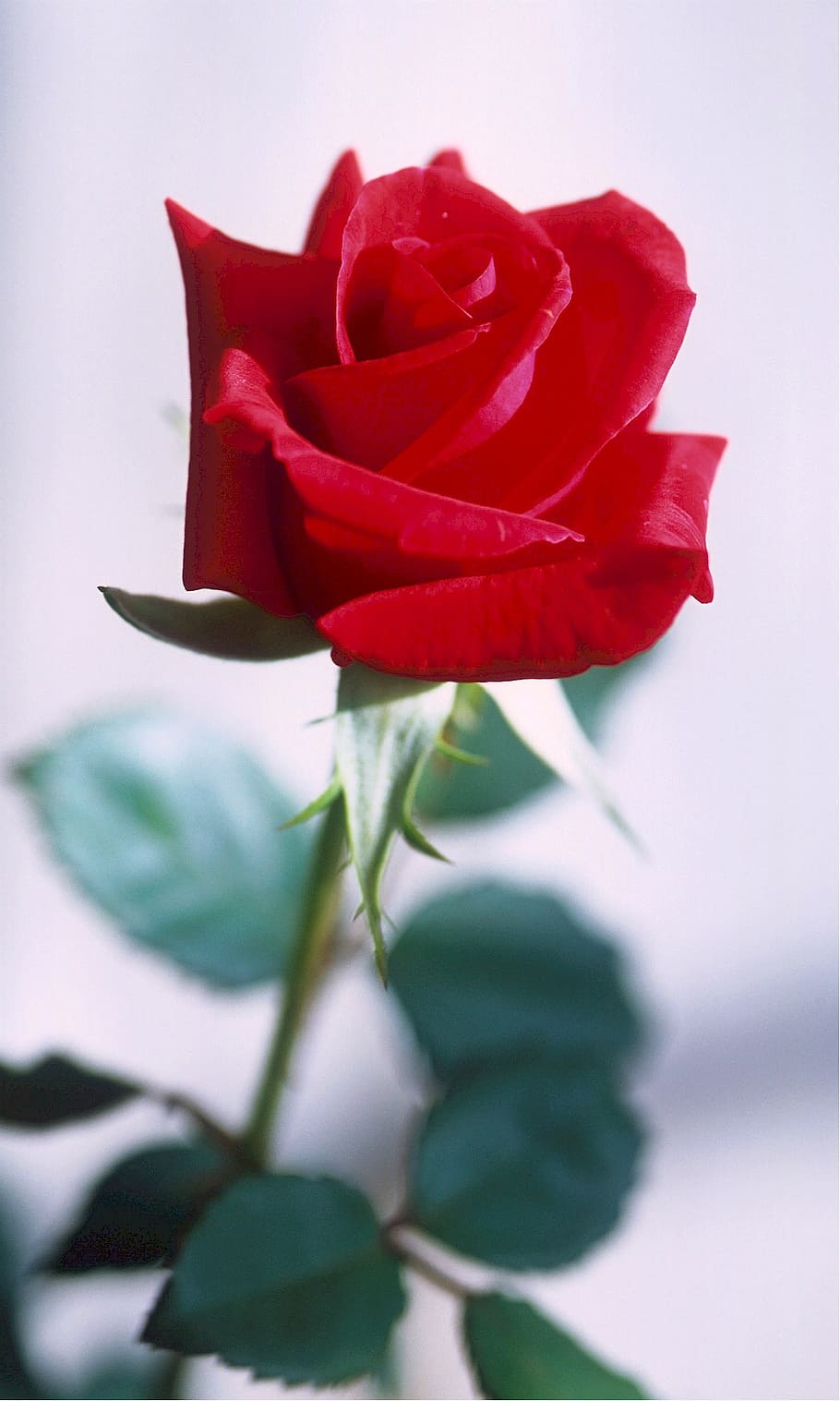 rose, red, thorns, love, romance, flower, blossom, floral, valentine HD wallpaper