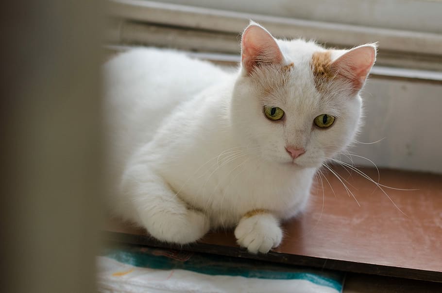Cat, Home, Peep, pets, domestic cat, one animal, animal themes HD wallpaper