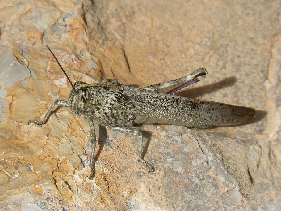 grasshopper, lobster, rock, textures, detail, orthopteron, nature HD wallpaper