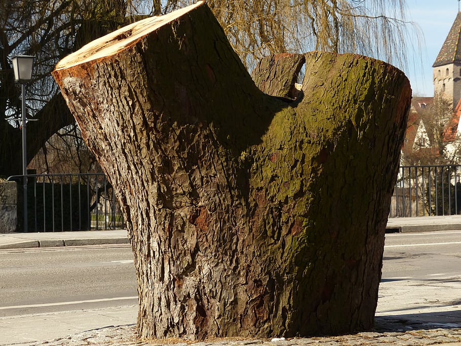 tree, tree stump, sawed off, broken, dead, wood, street, architecture HD wallpaper