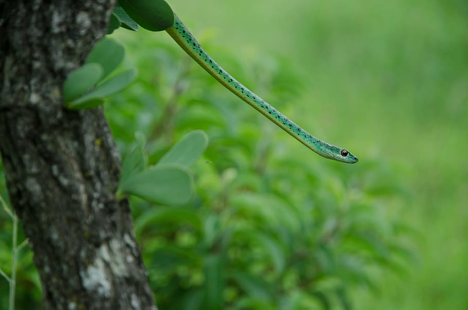 snake, green, tree, reptile, animal, creature, one animal, animal themes HD wallpaper
