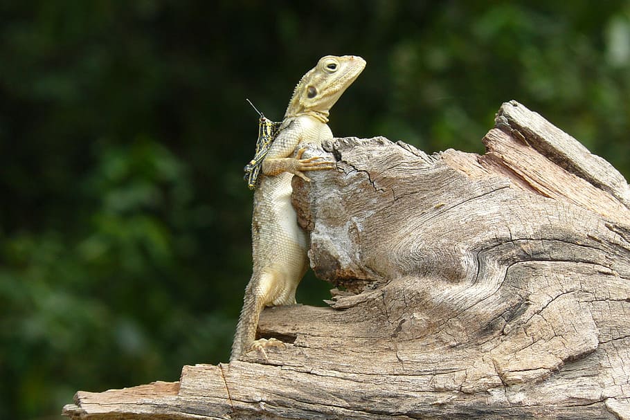 nature, lizard, grasshopper, green, animal, environment, wildlife HD wallpaper