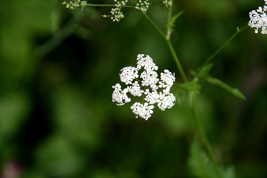 Cow parsley 1080P, 2K, 4K, 5K HD wallpapers free download | Wallpaper Flare