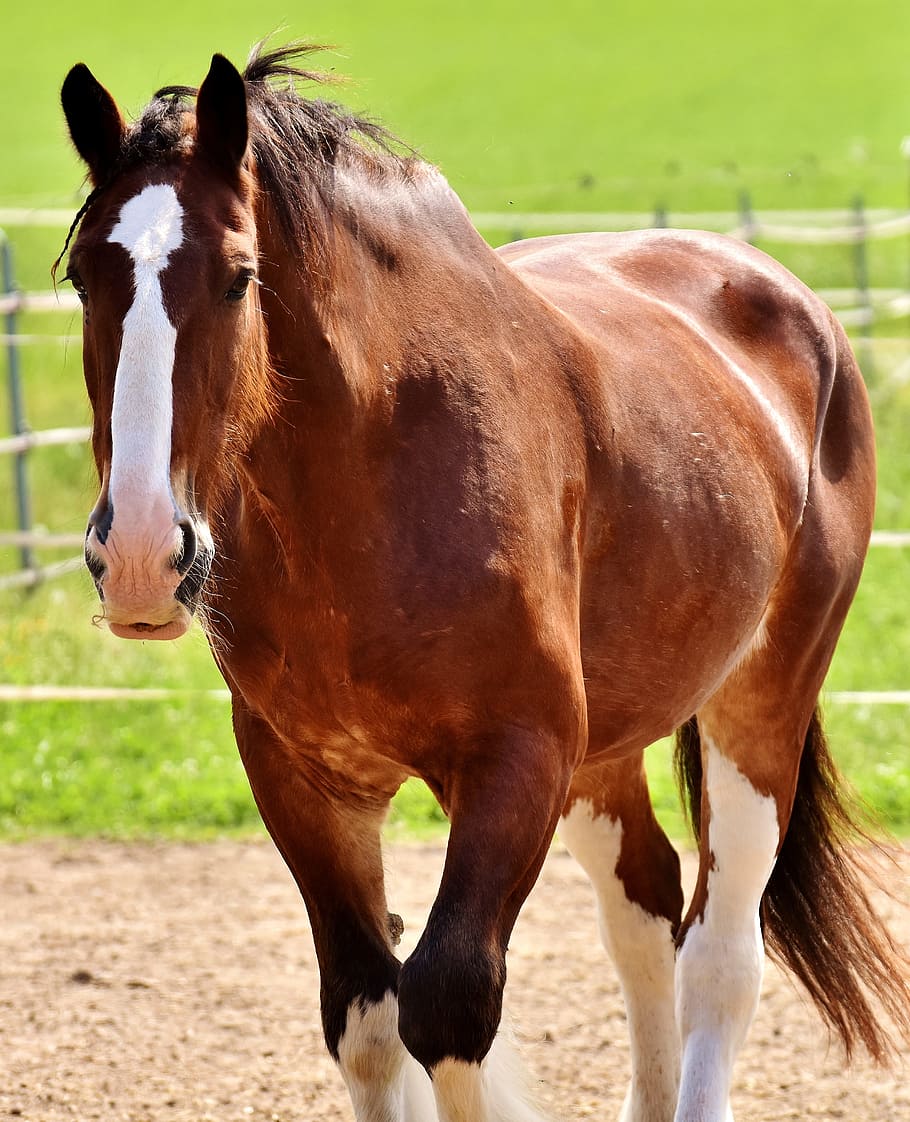 selective focus photography of brown horse on ground, shire horse, HD wallpaper