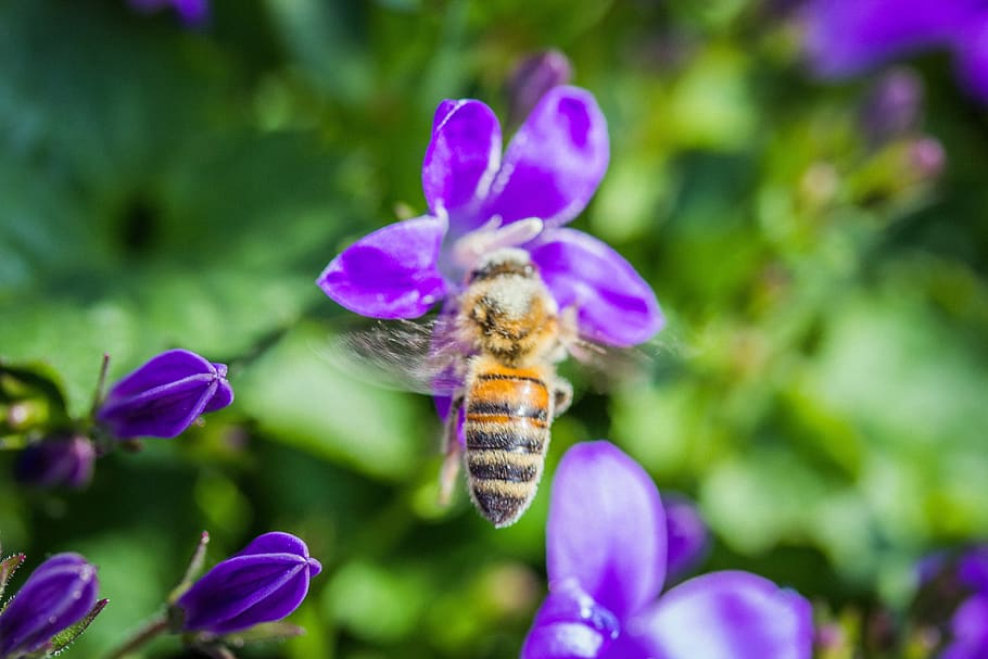 bee, insect, close up, macro, flower, nectar, honey, plant HD wallpaper