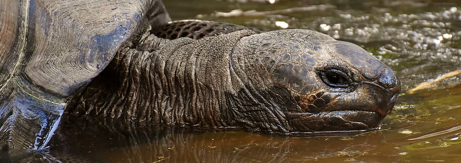 brown tortoise on body of water, giant tortoises, animals, panzer, HD wallpaper