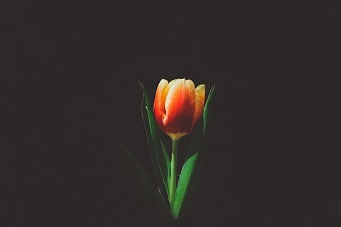 closeup photo of orange tulip flower, selective photo of red and yellow tulip in bloom HD wallpaper