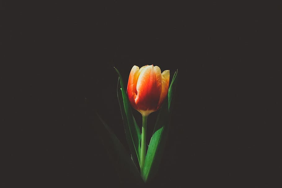 closeup photo of orange tulip flower, selective photo of red and yellow tulip in bloom HD wallpaper
