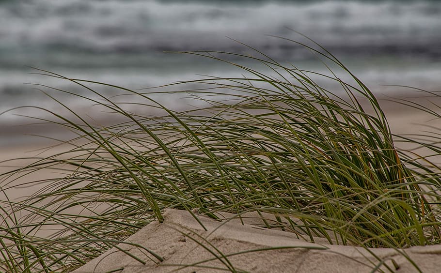 Beach, Grass, Landscape, Sand, Ocean, outdoors, travel, summer HD wallpaper