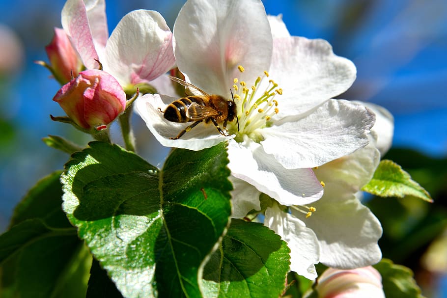apple tree blossom, bee, insect, pollination, bloom, apple blossom HD wallpaper