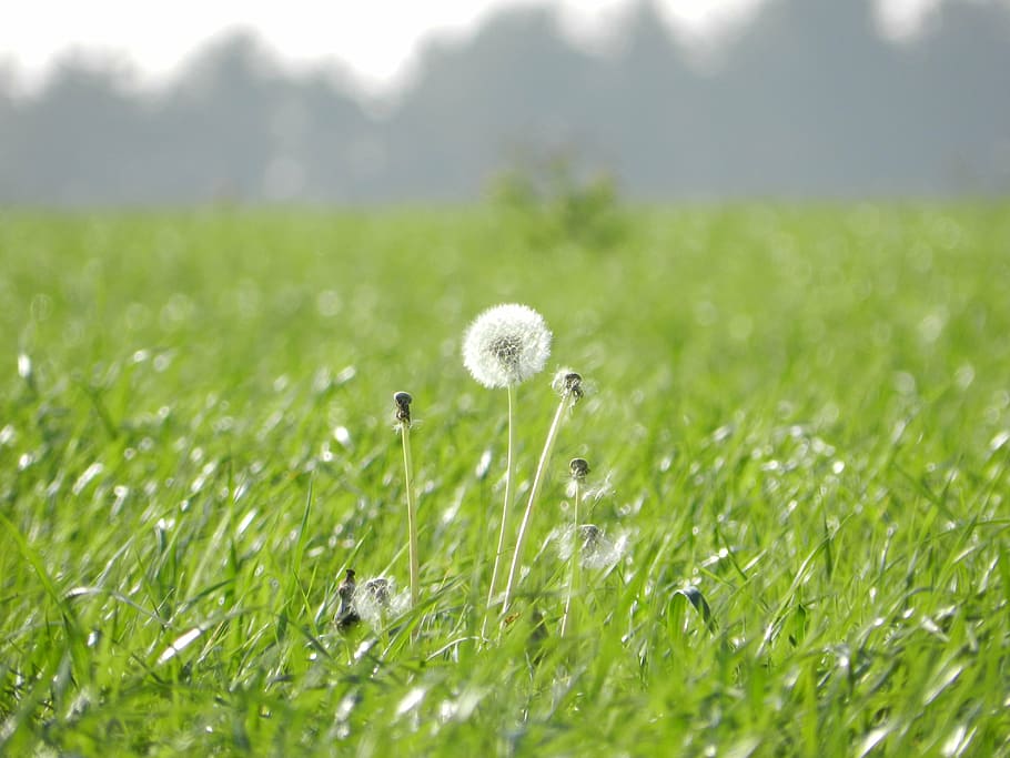 green, prado, dandelion flower, plant, grass, green color, nature HD wallpaper