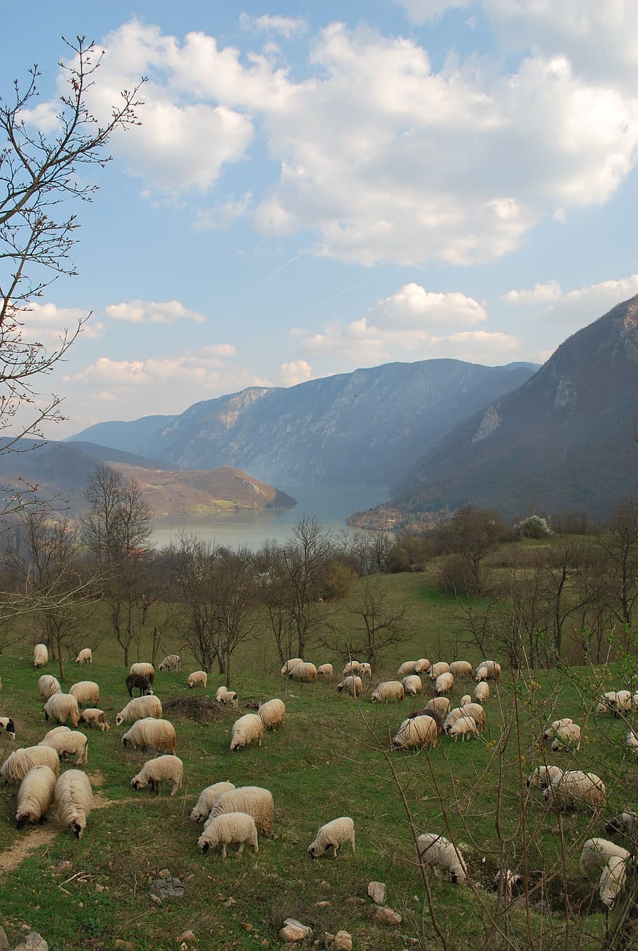 flock of sheep, herd of sheep on the drina, landscape, bosnia