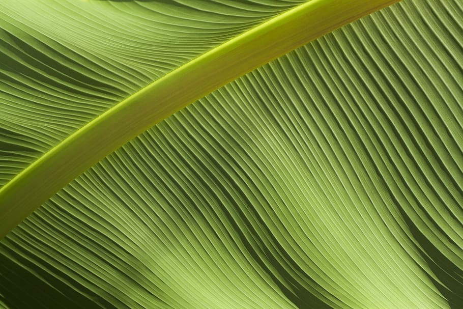 macro photography of green banana leaf, untitled, texture, line HD wallpaper