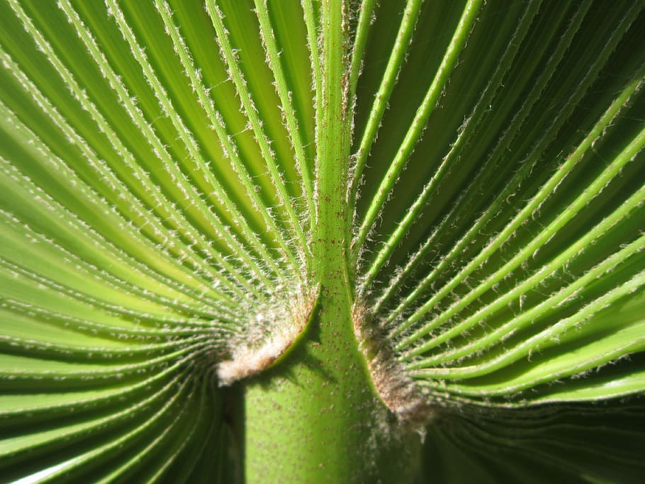 Palm, Close, Plant, james, green, structure, nature, palm fronds HD wallpaper