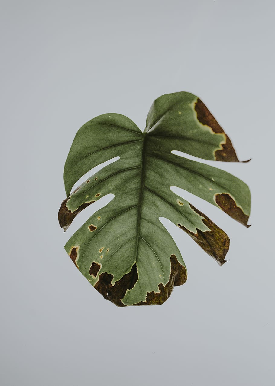 Monstera Leaf, brown and green leaf, diseased, white, studio shot HD wallpaper