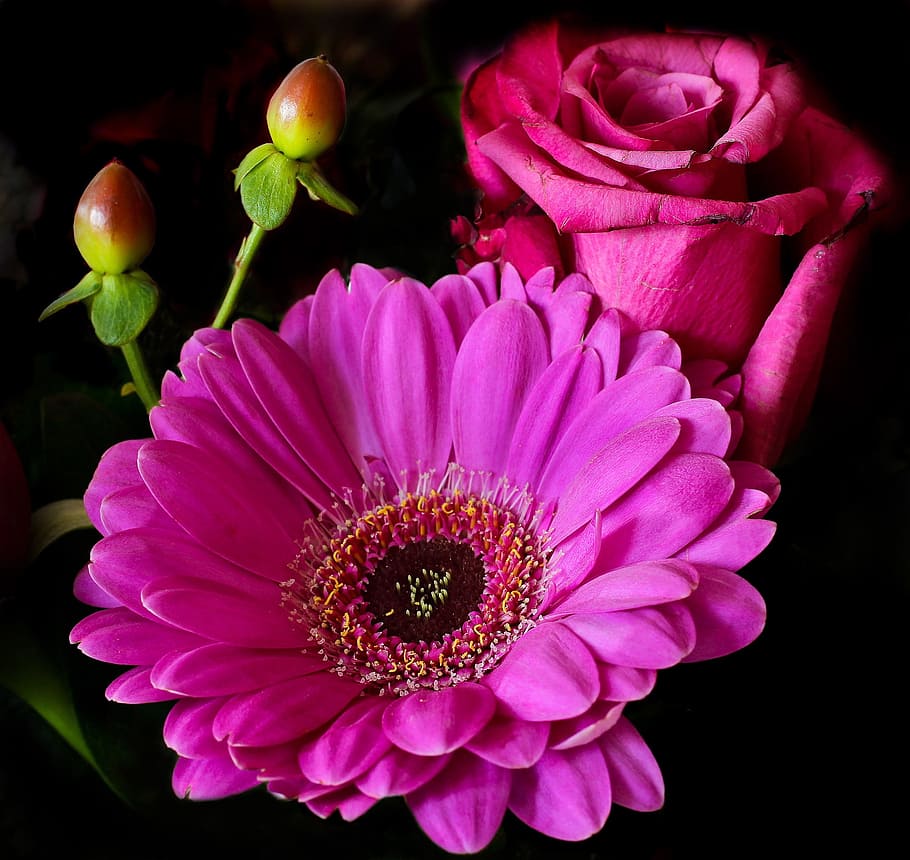 closeup photo of red rose and Gerbera daisy flowers, blossom HD wallpaper