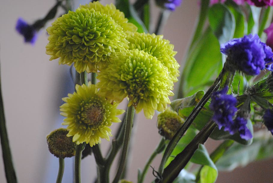 green, flowers, nature, spring, summer, floral, garden, plant HD wallpaper