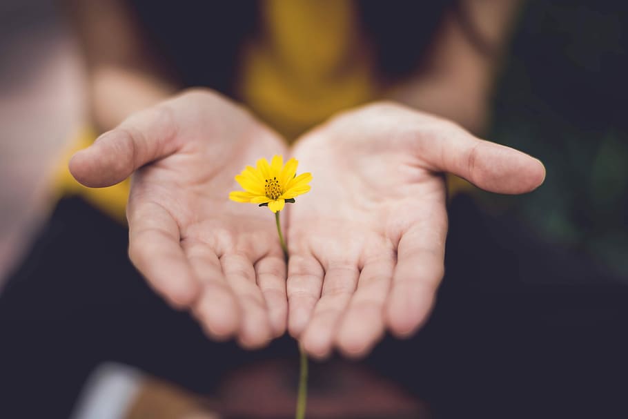 selective focus photography of woman holding yellow petaled flowers, selective focus photo of woman holding yellow flower HD wallpaper