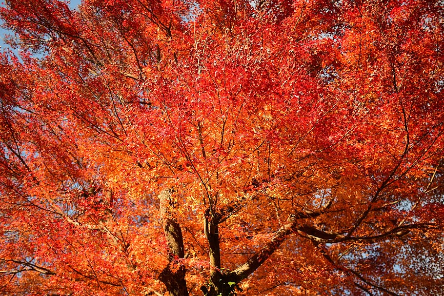 autumnal leaves, maple, red, change, tree, orange color, beauty in nature HD wallpaper