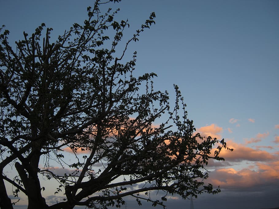 tree, clouds, nature, sky, plant, low angle view, beauty in nature HD wallpaper