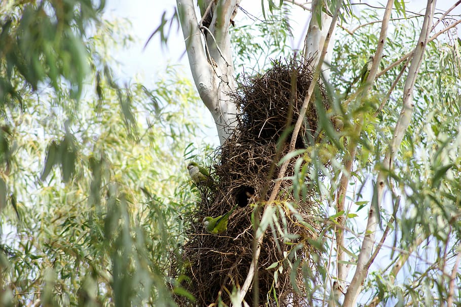 monk parakeet, parrot, bird, tree, nest, paraguay, south america HD wallpaper