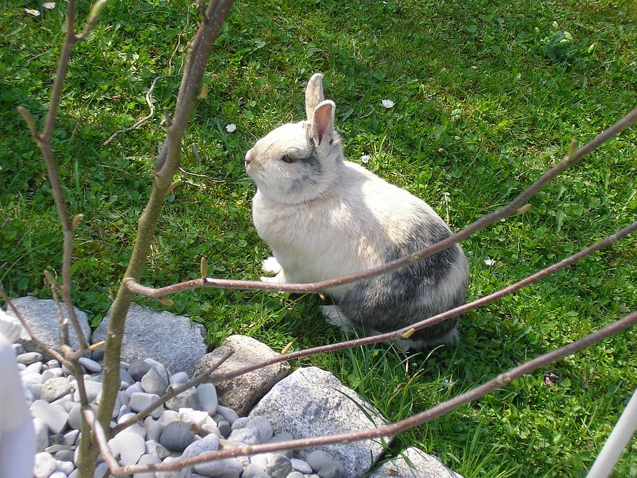 rabbits, hare, pet, munchkins, animal, animal themes, plant HD wallpaper