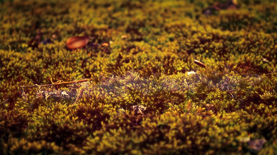 moss, macro, yellow, green, light, selective focus, growth HD wallpaper
