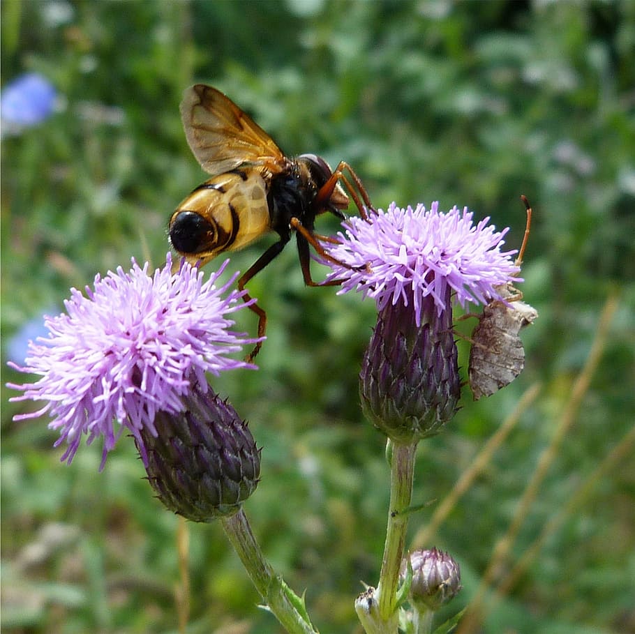thistle, bee, insect, flowers, forage, macro, nature, summer HD wallpaper