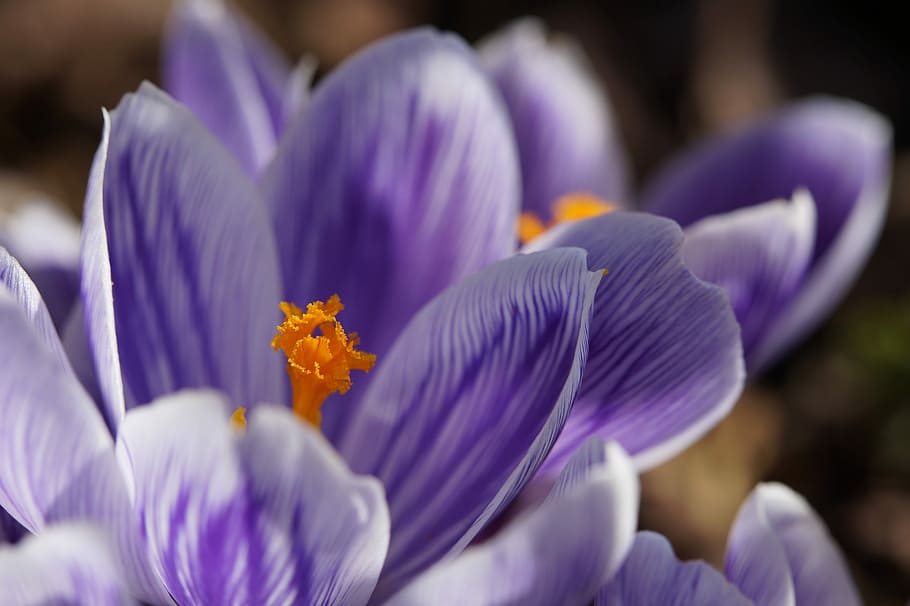 Crocus, Stamp, Close, Macro, blue, flower, flowers, spring HD wallpaper