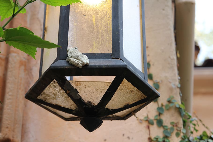 frog, lamp, light, nature, animal, electricity, creature, magic HD wallpaper