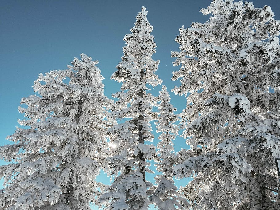 pine trees cover with snow, snow covered trees, frozen, winter HD wallpaper