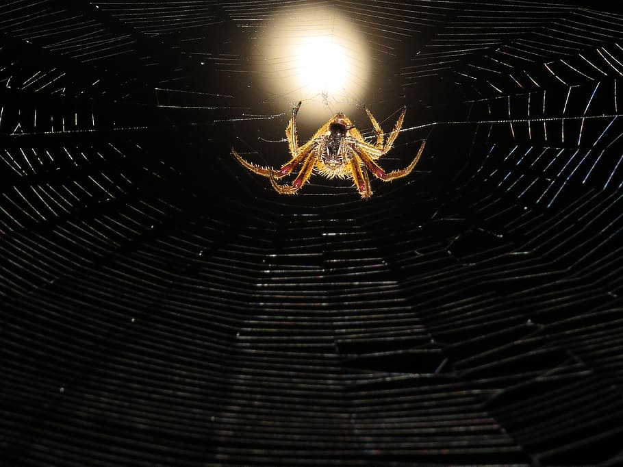 macro, web, spider hunter, night, colombia, insect, animal themes HD wallpaper