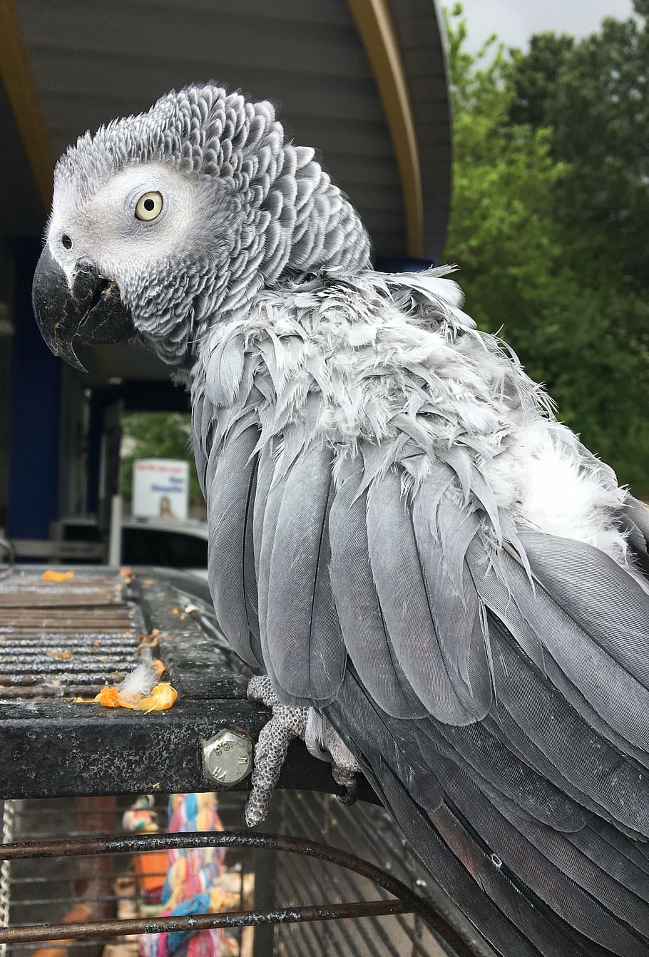 parrot, grey, bird, feather, african grey parrot, plumage, clean HD wallpaper
