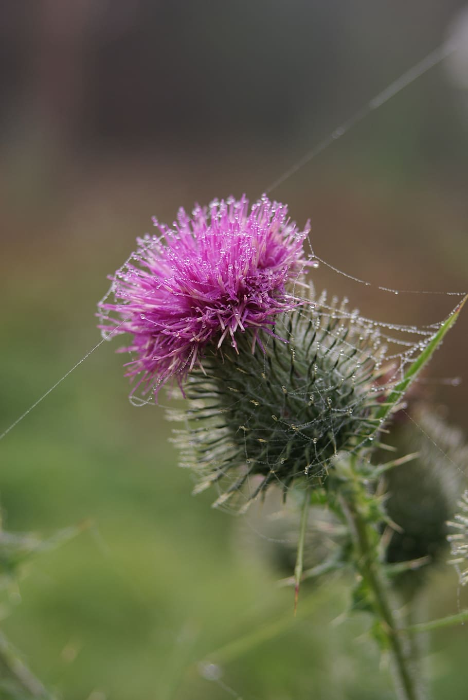 thistle, flower, plant, spider web, rain, forest, plants, flowers HD wallpaper