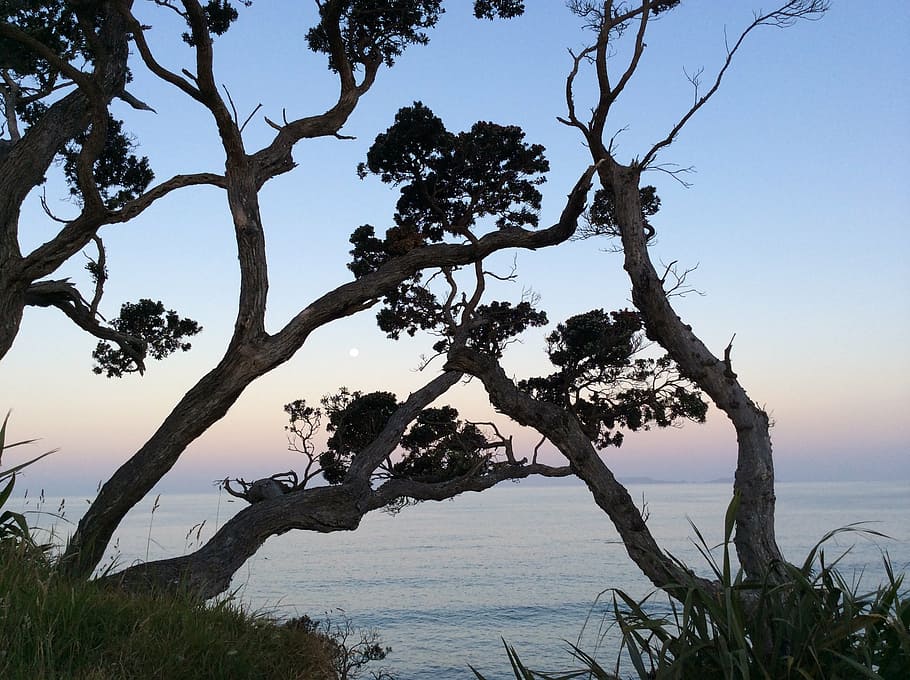 sunset, lakeside, tree, water, sky, sea, plant, nature, branch HD wallpaper