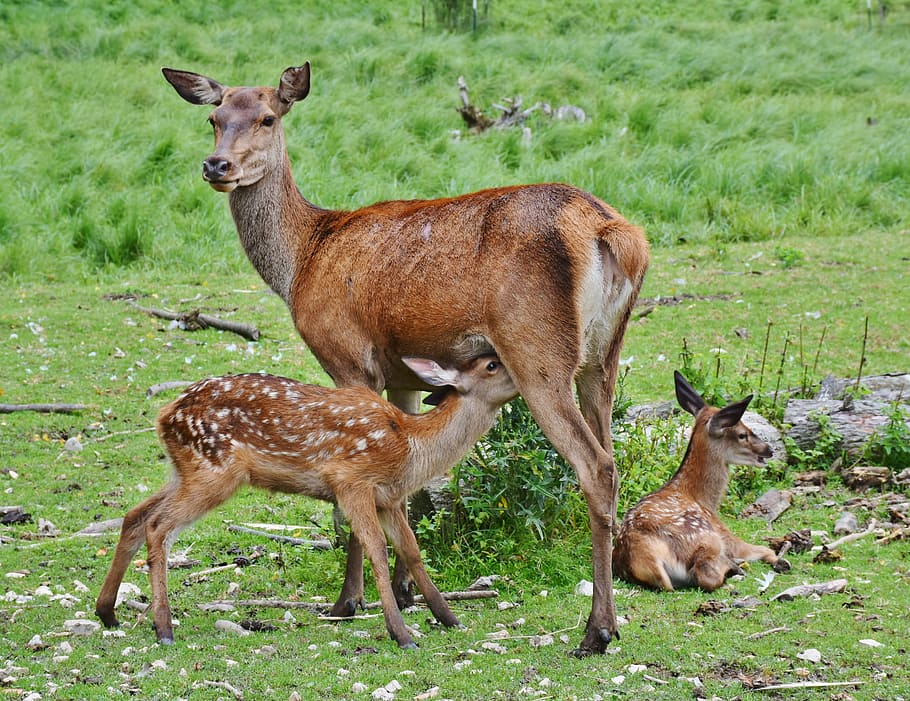 brown deer and two cubs on green grass field, roe deer, kitz