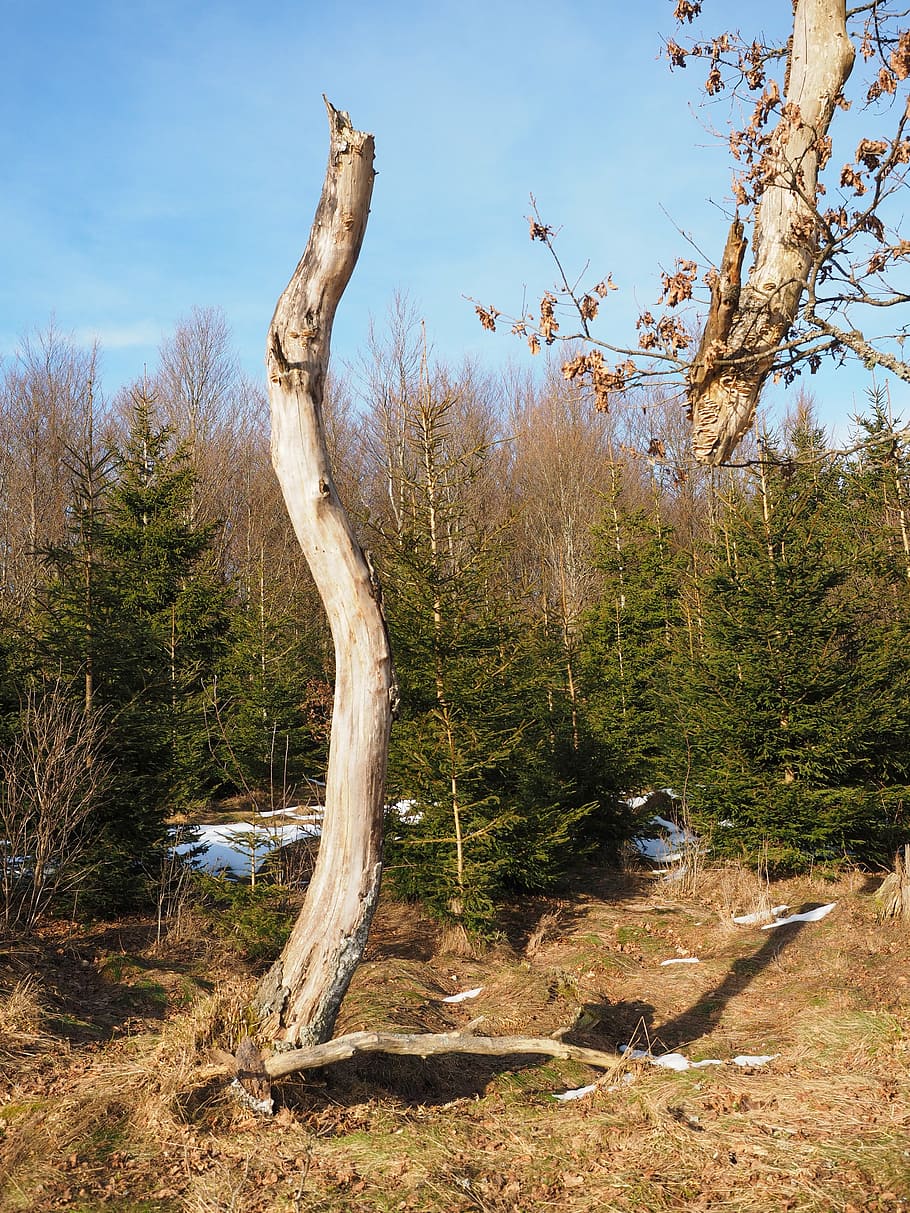 log, old, mörsch, dead, broken, tree, nature, forest, outdoors HD wallpaper