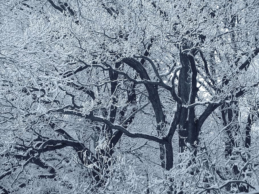 grayscale photo of bare trees during daytime, forest, winter HD wallpaper