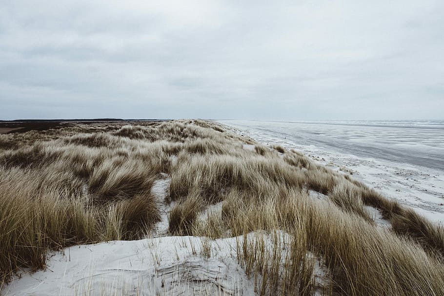 brown grass field during daytime, brown fields near sea during daytime photography HD wallpaper