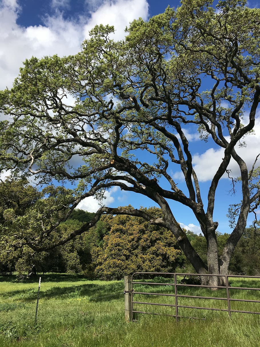tree, park, sky, plant, green color, grass, tranquility, growth HD wallpaper