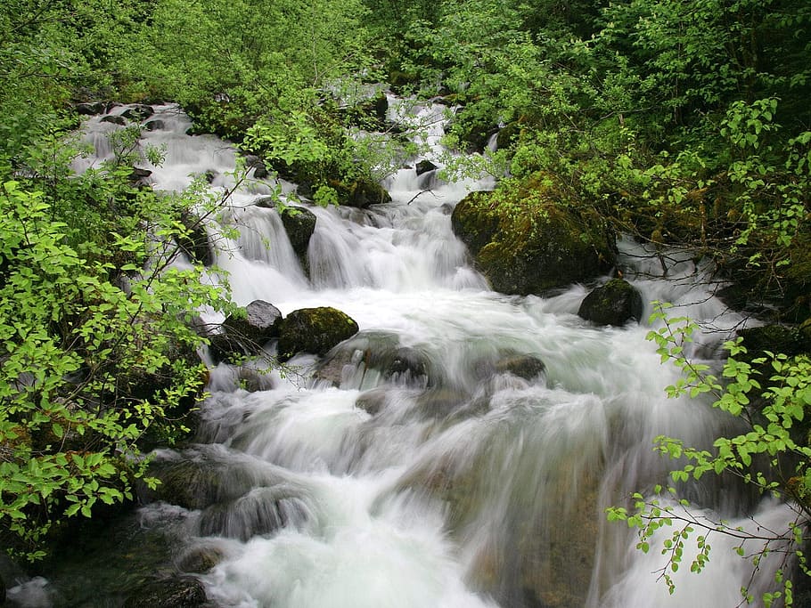 Streaming, Tree, Plant, Nature, waterfall, river, forest, outdoors HD wallpaper