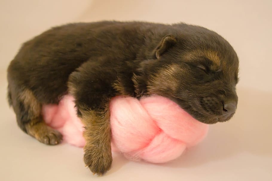 newborn baby dog