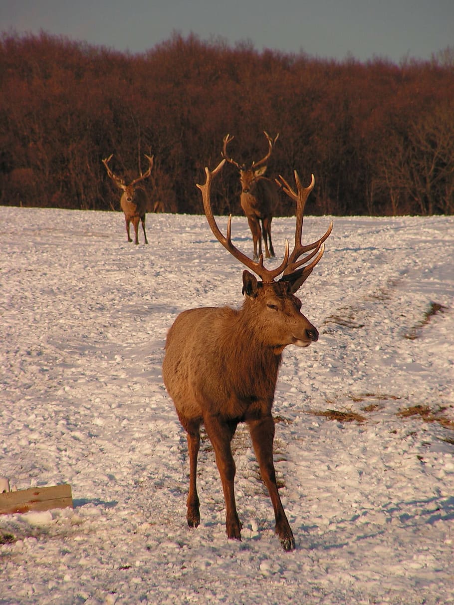 antlers, hart, herd, snow, park, deer, animal, animal wildlife HD wallpaper