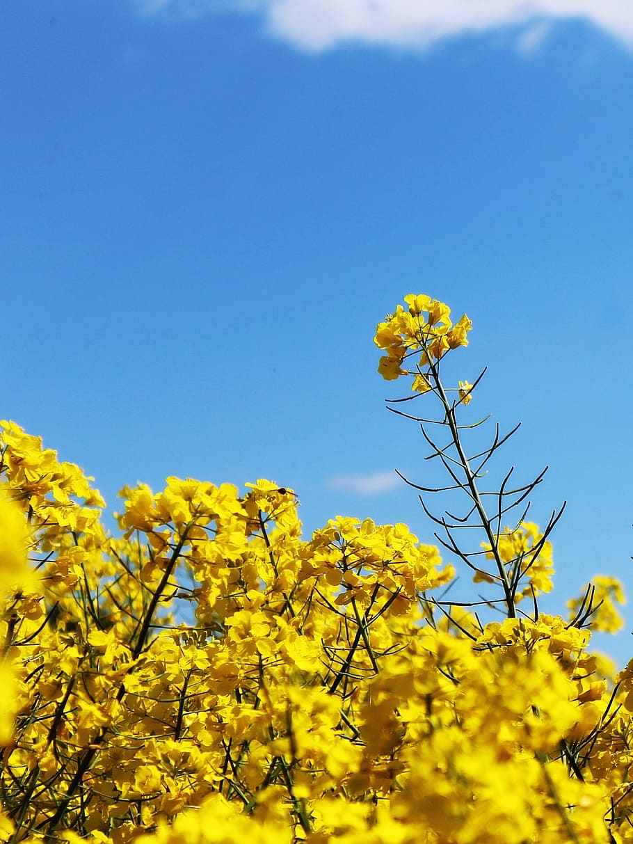 oilseed rape, field of rapeseeds, crops, yellow, blossom, bloom, HD wallpaper