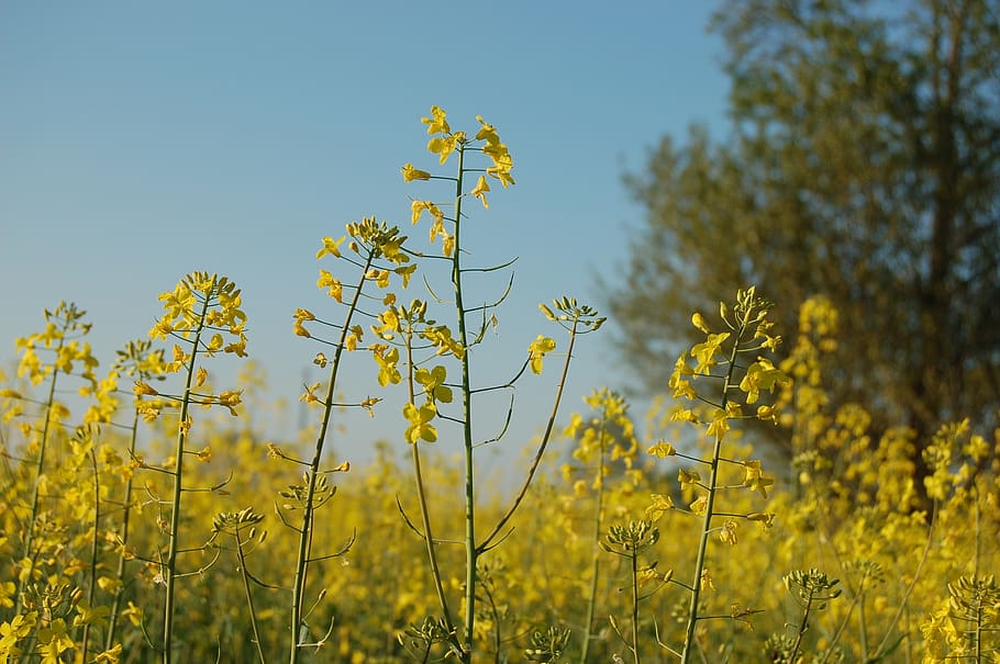 field, nature, landscape, rape flower, plant, growth, yellow HD wallpaper